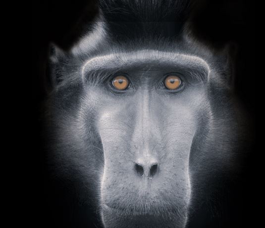 Durrell Wildlife