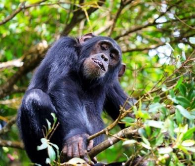 Voici un chimpanzé perché dans les cimes des arbres de la Réserve Naturelle Forestière de Bururi