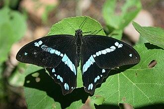 Papilio nireus