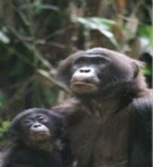 Réserve Naturelle Forestière de Bururi | Biodiversité du Burundi