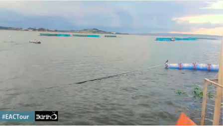 l’élevage du poisson dans lw lac victoria une modelé pour le lac Tanganyika