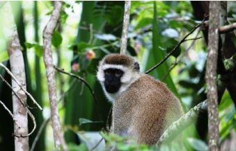 Primates du Parc National de la Ruvubu