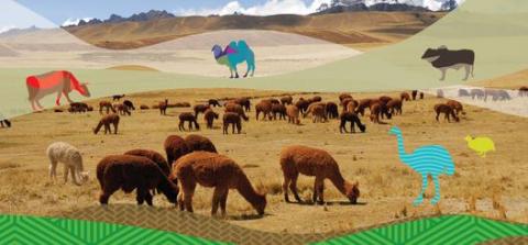 Domestic Animal Diversity Information System (DAD-IS)