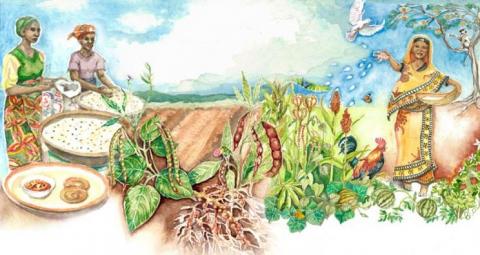 African Centre for Biodiversity (ACB)