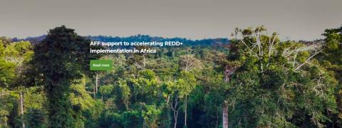 African Forest Forum (AFF)