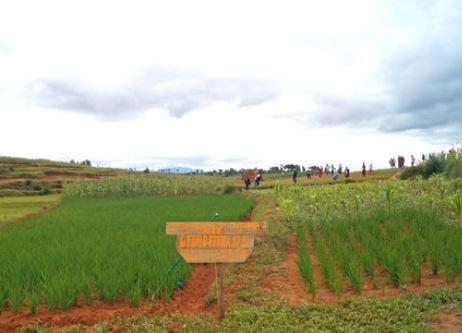 Riz pour l'Afrique