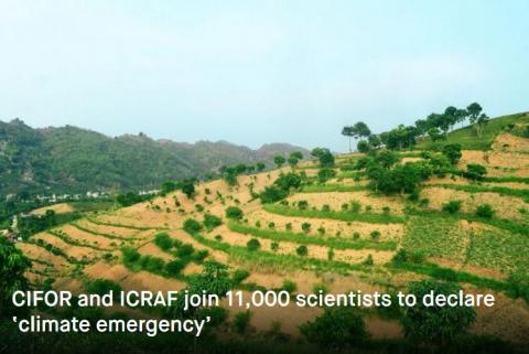 agroforesterie mondiale (ICRAF)
