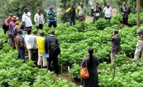 The Consortium for Improving Agriculture-based Livelihoods in Central Africa (CIALCA)
