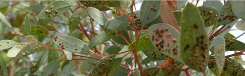 Forest Invasive Species Network for Africa (FISNA)