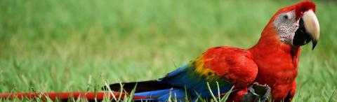 Global Biodiversity Information Facility (GBIF)