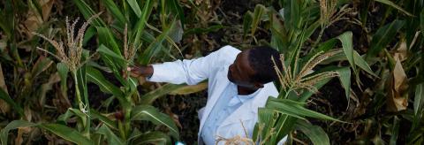 International Maize and Wheat Improvement Center (CIMMYT)