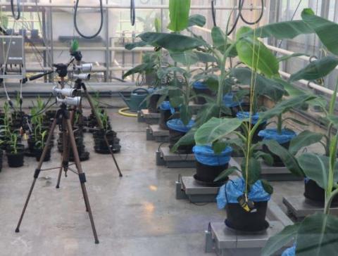 International Plant Biotechnology Outreach (IPBO)