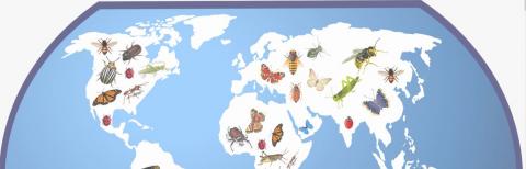 Association internationale des entomologistes noirs