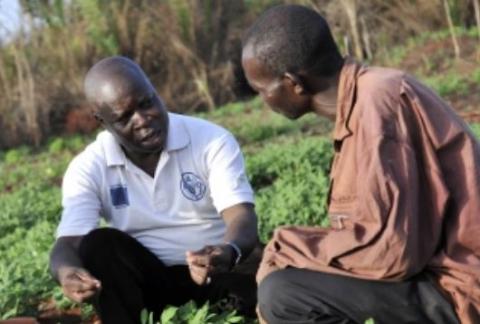 Organisation des Nations Unies pour l’Alimentation et l’Agriculture (FAO)