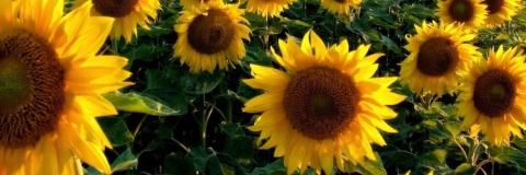 société américaine des sciences horticoles