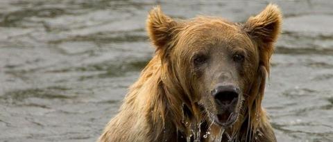 The Wildlife Society (TWS)