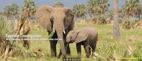 Wildlife Conservation Society (WCS) Albertine Rift