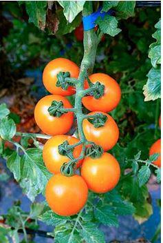 World Vegetable Center