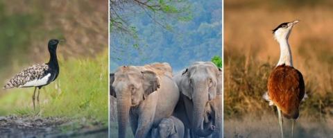 Convention on the Conservation of Migratory Species of Wild Animals (CMS)