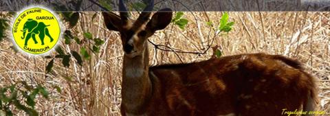 Ecole de faune de Garoua