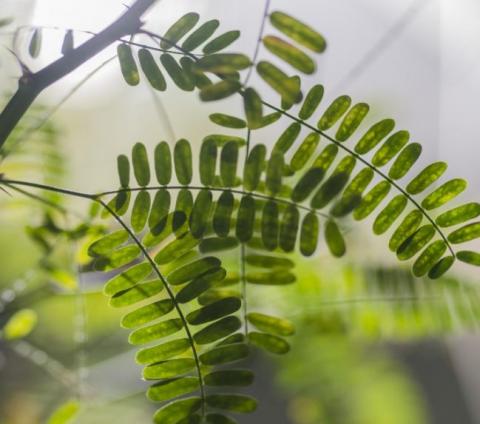 Institut écologie et environnement (INEE)