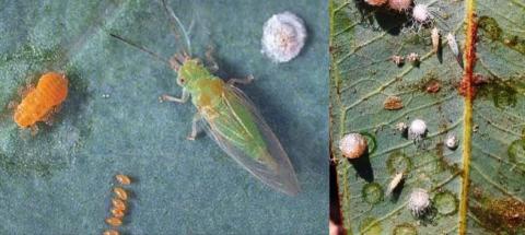 Récentes invasions des insectes ravageurs sur l’eucalyptus, maïs et oignon