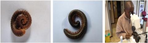 Rapport de stage sur l'étude des Diplopodes du Burundi au Musée Royal de l’Afrique Centrale de Tervuren (MRAC) de Tervuren