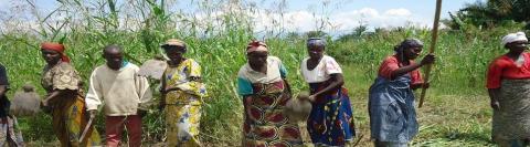 Réseau Burundi 2000 Plus