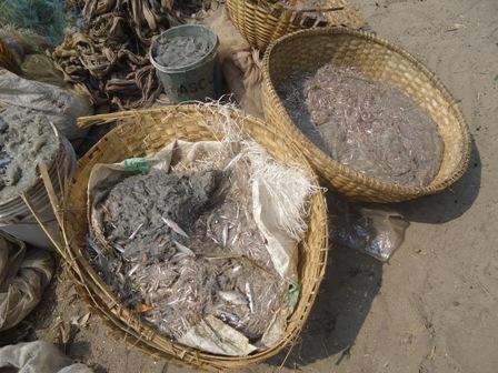 de très petites juvéniles de poissons pêchées