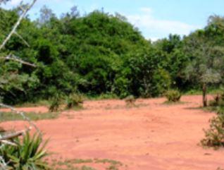 Bosquets xérophiles de Bugesera