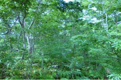 Forêts claires type miombo