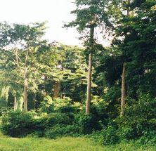 Forêt mésophile périguinéene de Kigwena