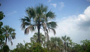 Forêt sclérophylle à Hyphaene petertiana