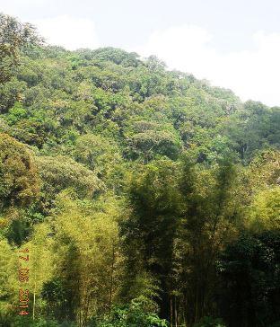 Forêts ombrophiles de montagne