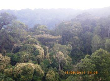 Parc National de la Kibira (PNK)