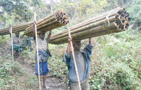 Suivi de la coupe des Bambous au Parc National de la Kibira