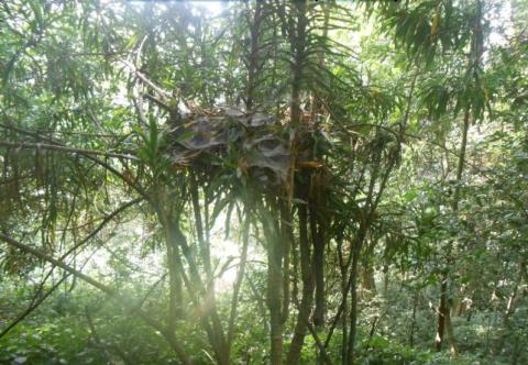 Suivi des population de chimpanzés au PN Kibira (2017)