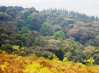 Réserve Naturelle Forestière de Bururi