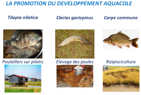 Centre National de Développement de l’Aquaculture et de la Pêche Artisanale Promotion de la filiere aquacole