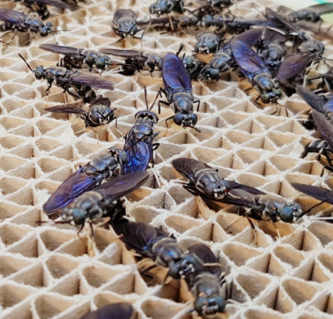 Population de mouche soldat noire sur un carton à trous où les femelles peuvent pondre des oeufs.