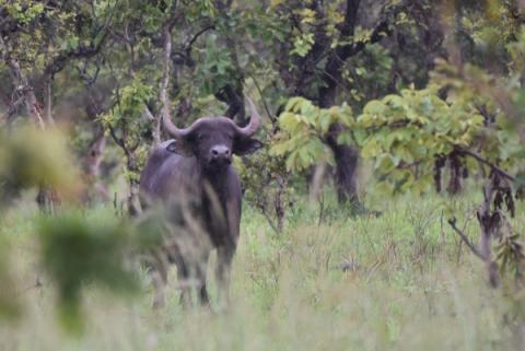 Espèce phare du Parc National de la Ruvubu