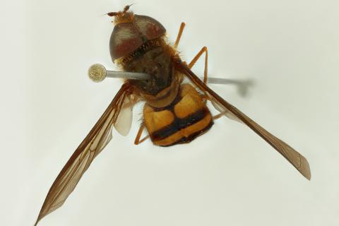 Asarkina punctifrons Austen