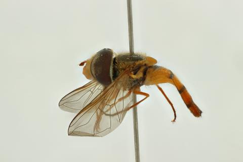 Asarkina minor