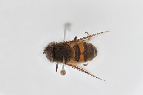 Eristalinus andersoni (Bezzi, 1915)