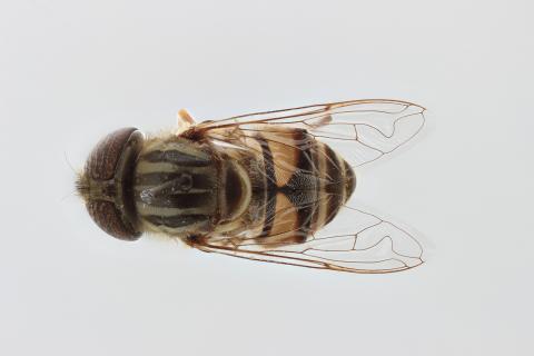 Eristalinus barclayi Bezzi, 1915