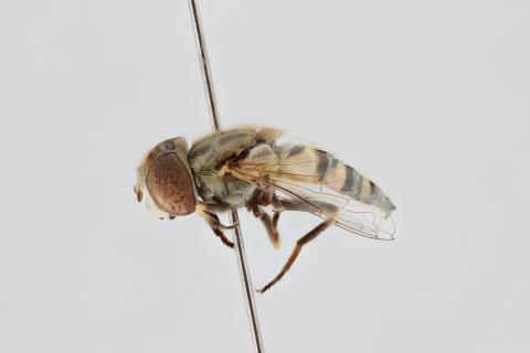 Eristalinus megacephalus Rossi, 1794