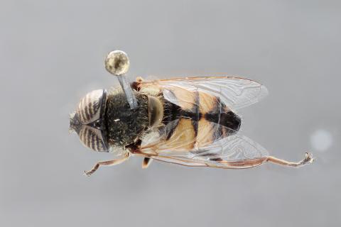 Eristalinus taeniops Wiedemann, 1818