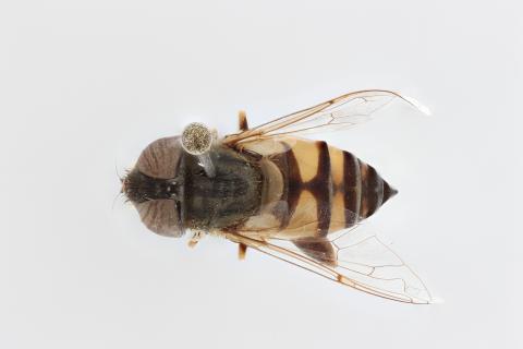 Eristalinus goergeni De Smet & Jordaens