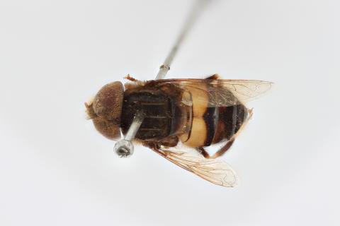 Eristalinus monozonus Hervé-Bazin