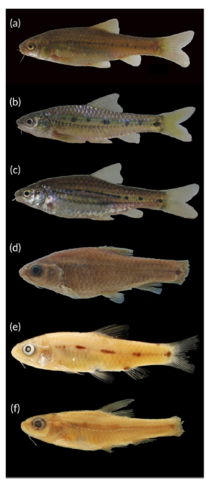 Photographs of the lateral view of living (when available) or preserved specimens of Enteromius sp. ‘ascutelatus’ (= E. nzigidaherai sp. nov.)